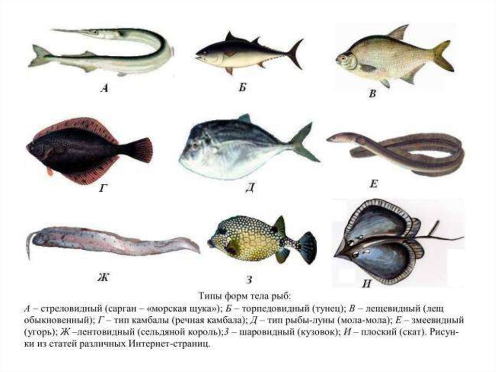 Рыба различие. Стреловидная форма тела рыб. Макруровидная форма тела рыб. Листовидная форма тела у рыб. Торпедовидная форма тела у рыб.