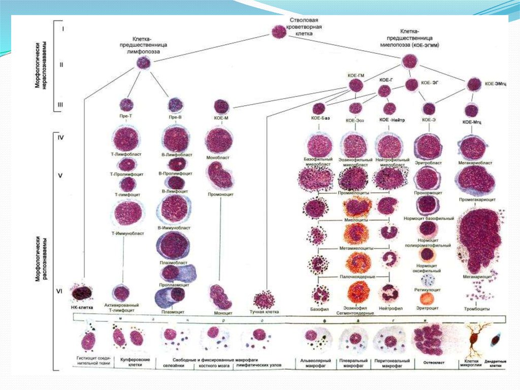 Гистология кроветворение презентация
