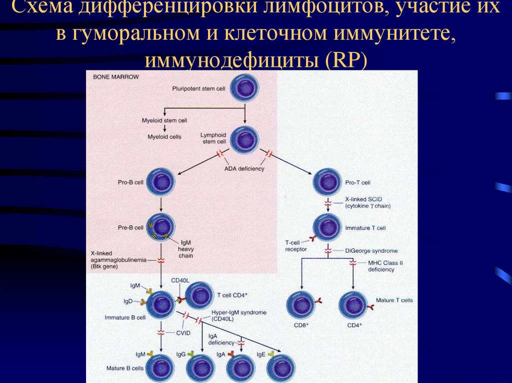 Схема дифференцировки т лимфоцитов