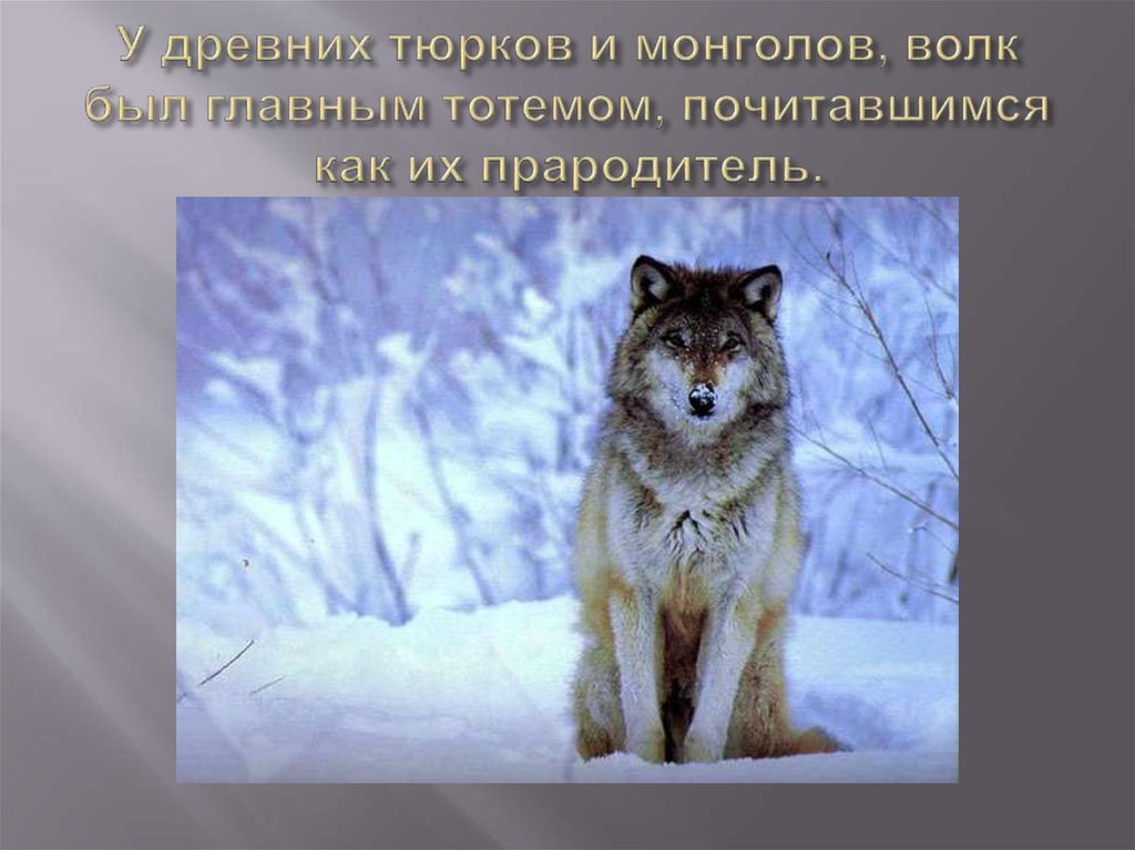 У древних тюрков и монголов, волк был главным тотемом, почитавшимся как их прародитель.