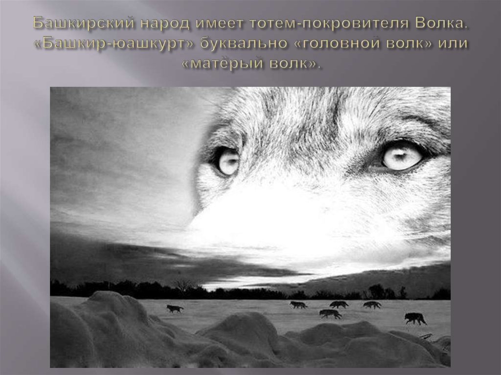 Башкирский народ имеет тотем-покровителя Волка. «Башкир-юашкурт» буквально «головной волк» или «матёрый волк».