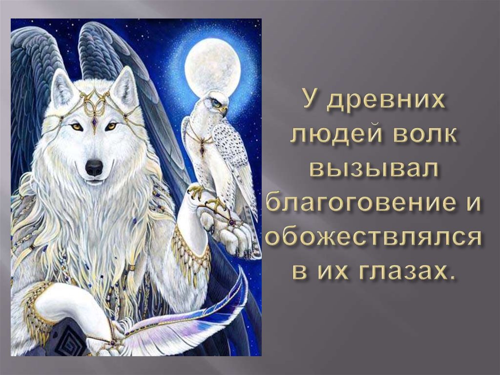 У древних людей волк вызывал благоговение и обожествлялся в их глазах.