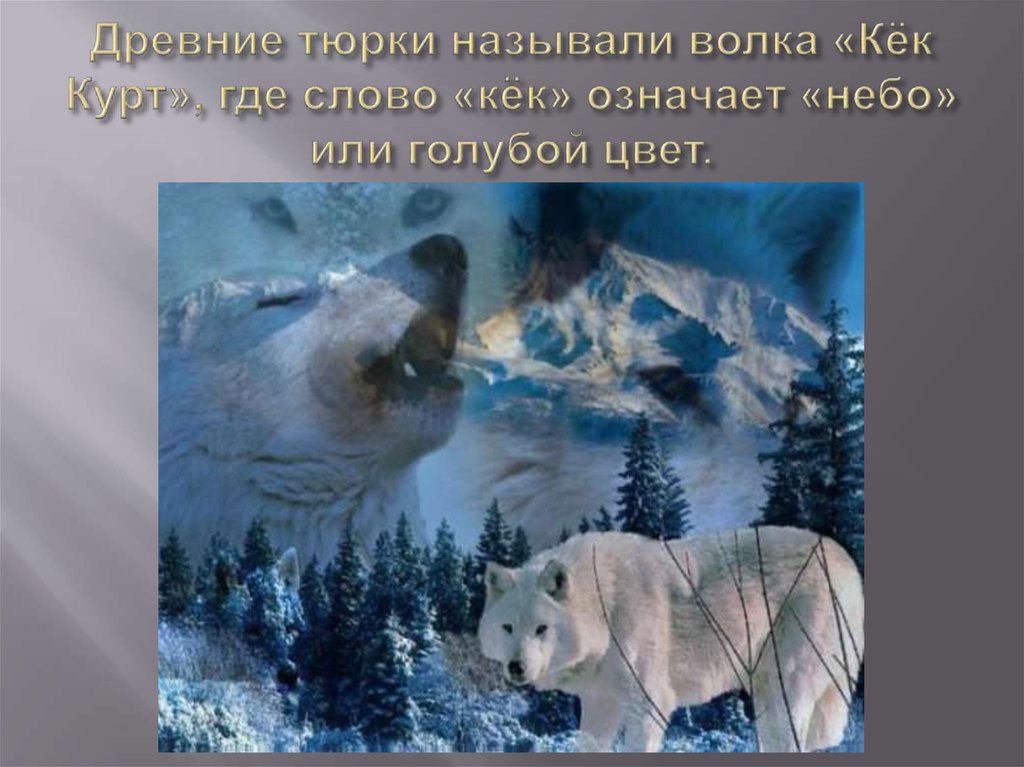 Древние тюрки называли волка «Кёк Курт», где слово «кёк» означает «небо» или голубой цвет.