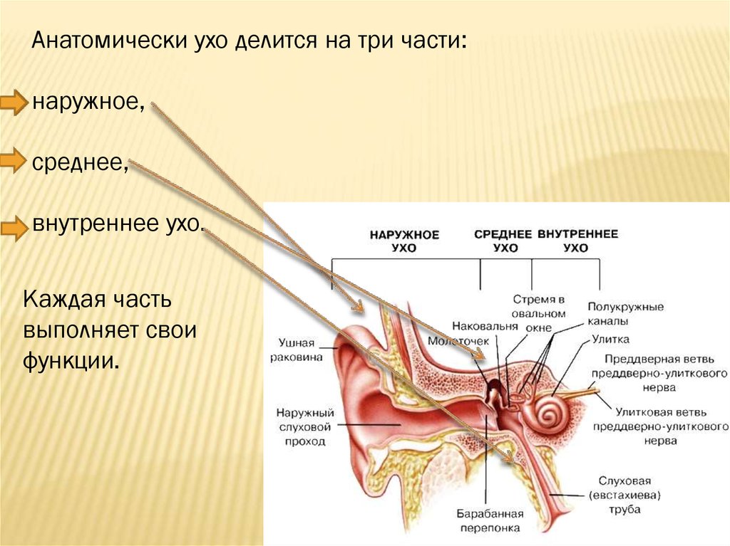 Определите части уха