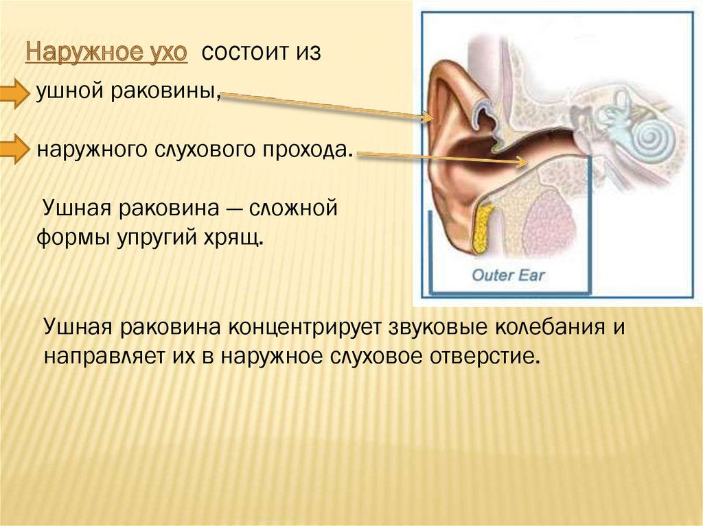Урок орган слуха. Строение уха 4 класс окружающий мир. Строение органа слуха. Строение наружного уха.