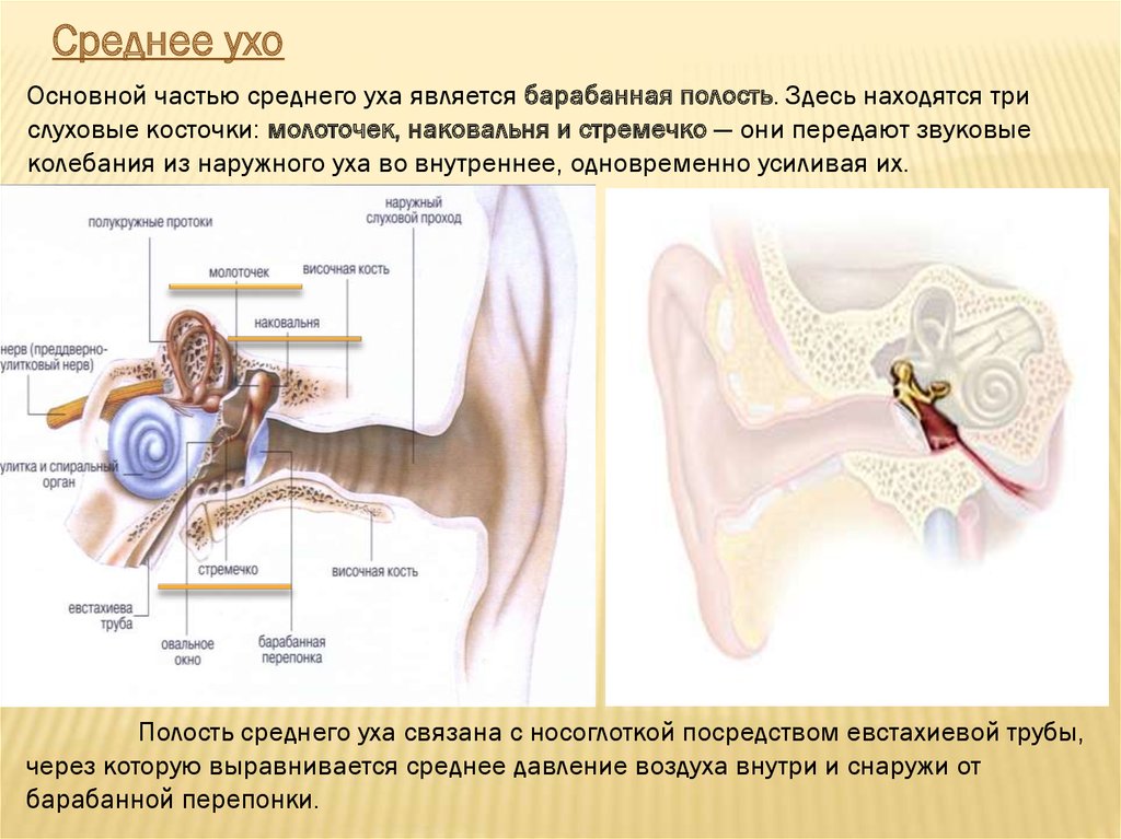 Какую функцию выполняют слуховые косточки