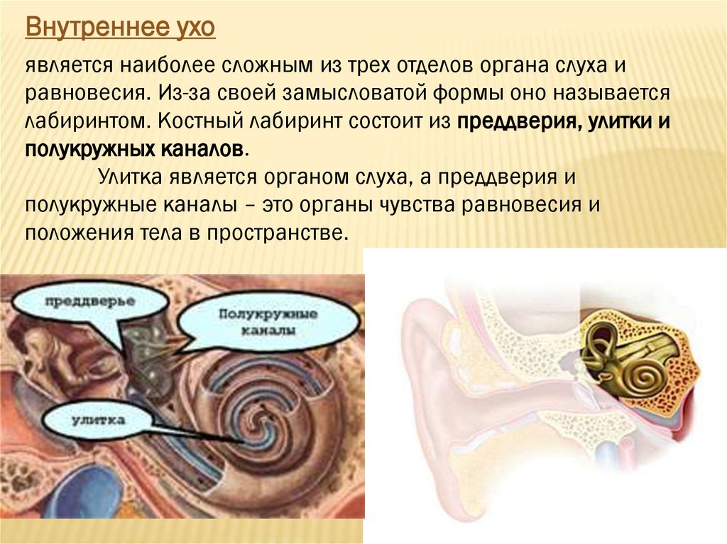 Орган слуха и равновесия 8 класс. Три отдела внутреннего уха. Улитка орган слуха и равновесия. Внутреннее ухо орган равновесия. Улитка внутреннего уха.