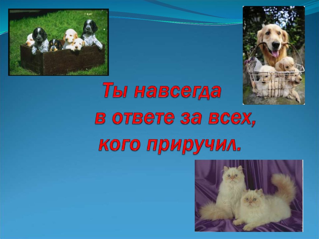 Ты навсегда в ответе за всех кого приручил картинка