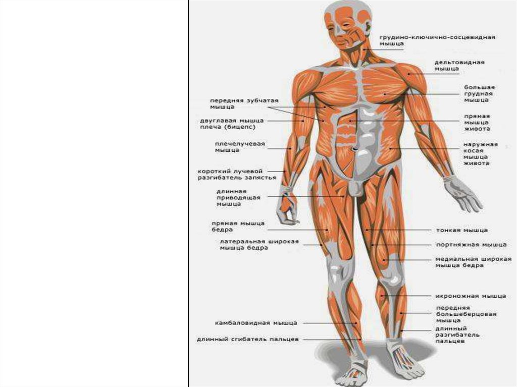 Укажите функции мышечной системы. Мышечная система человека. Мышечная система человека анатомия. Мышцы человека схема. Функции мышечной системы человека.