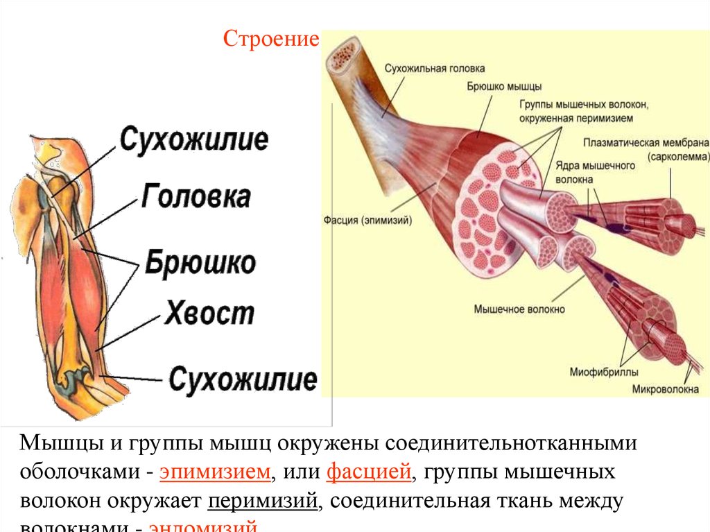 Последовательность мышечных элементов. Строение скелетной мускулатуры схема. Строение скелетной мышцы рисунок. Мышечная система скелетные мышцы строение функции. Строение скелетной мышцы внешнее строение.