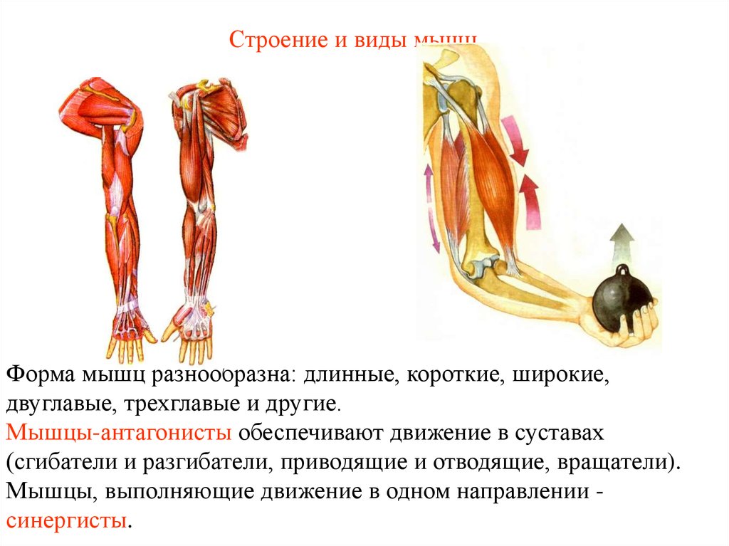 Трехглавая мышца. Двуглавая и Трёхглавая мышцы плеча являются антагонистами. Форма двуглавой мышцы. Мышцами синергистами называются мышцы. Функции двуглавой и трехглавой мышцы таблица.