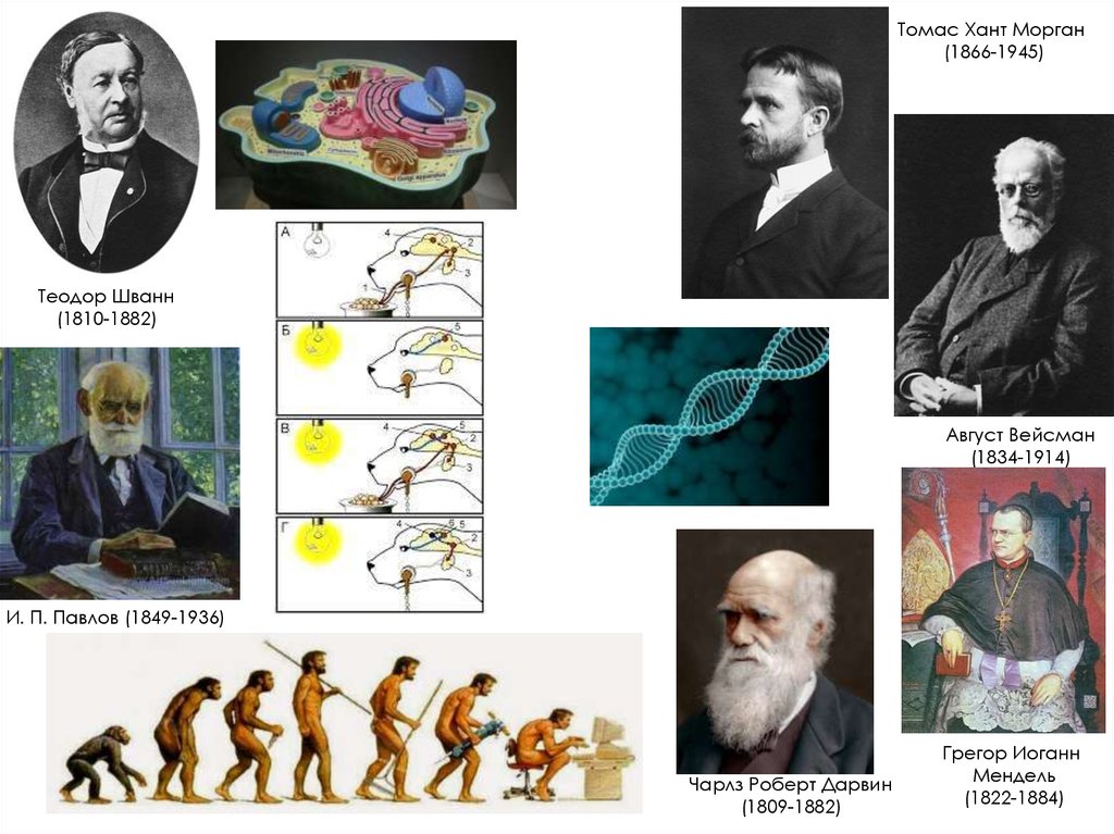 Открытия 19 века. Август Вейсман открытия. Морган Мендель Вейсман. Вейсман Морган генетика. Дарвин и Морган.