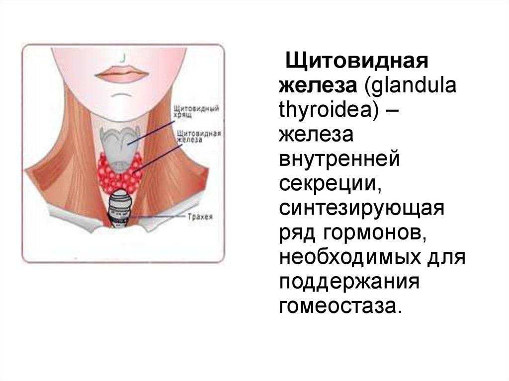 В какой полости расположена щитовидная железа. Железы внутренней секреции щитовидная железа строение. Функции щитовидной железы внутренней секреции. Железы секреции щитовидная железа.