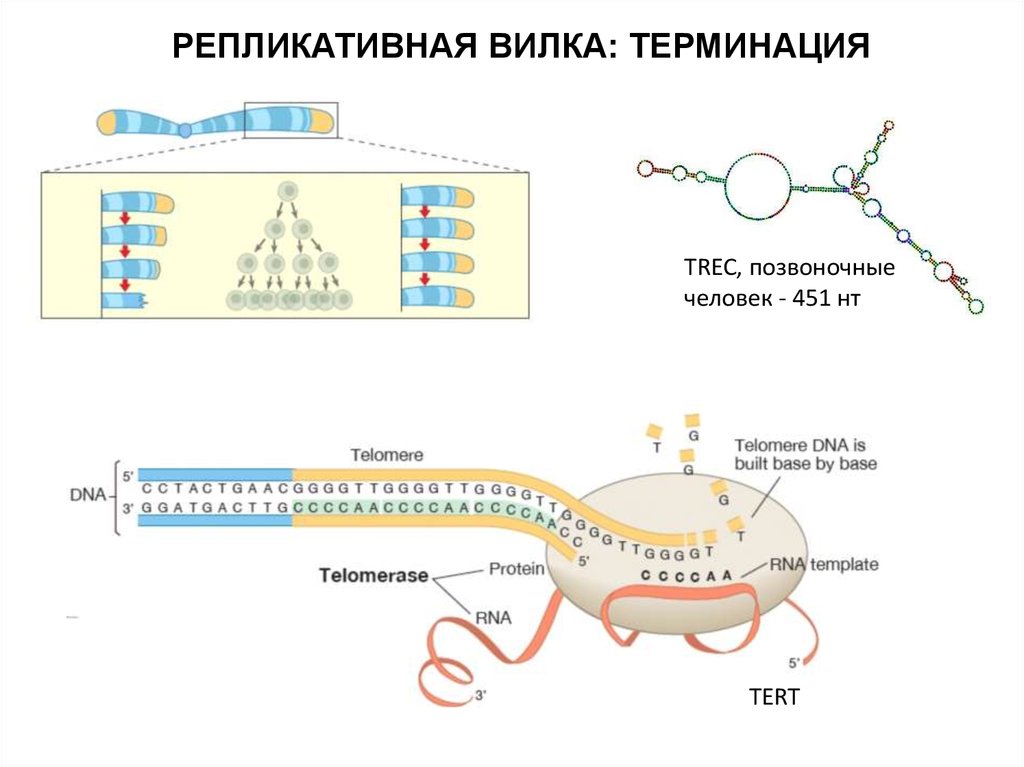 Терминация синтеза рнк. Репликация теломеры. Строение теломер. Терминация репликации у эукариот. Теломераза в репликации.
