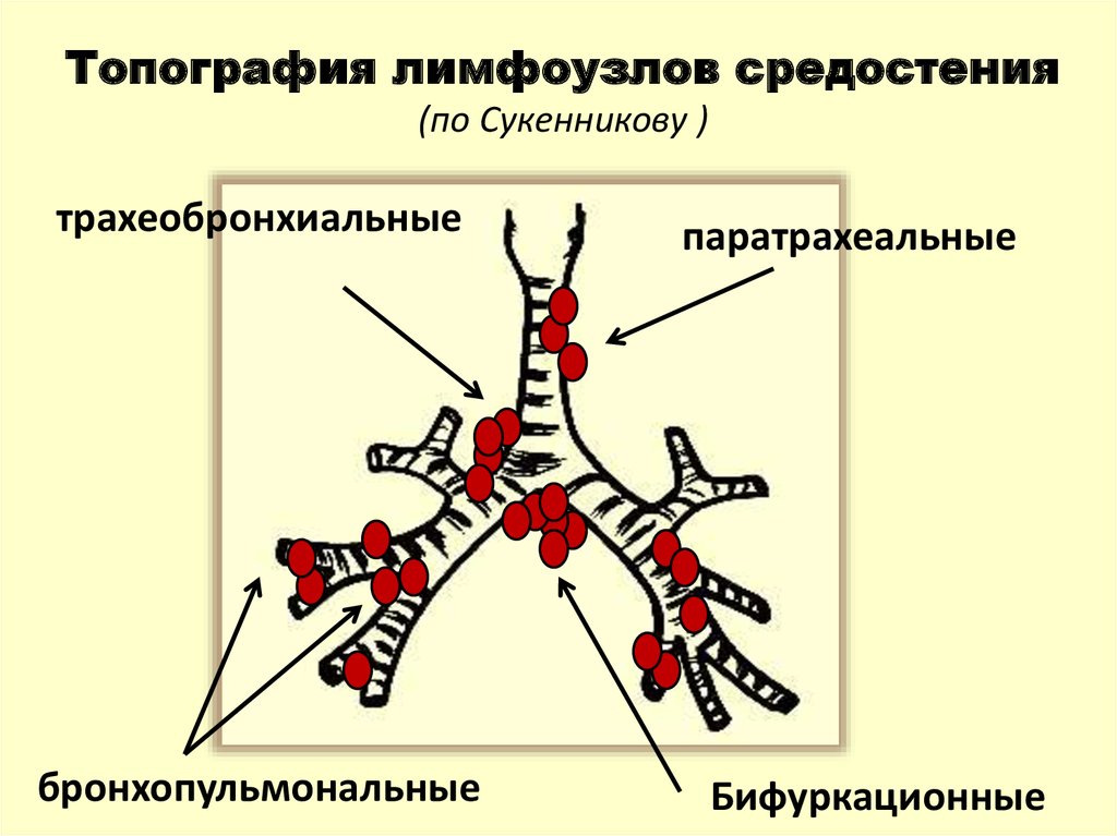 Легочные лимфоузлы. Группы внутригрудных лимфатических узлов. Трахеобронхиальные лимфатические узлы. Лимфатические узлы средостения схема. Классификация внутригрудных лимфоузлов.
