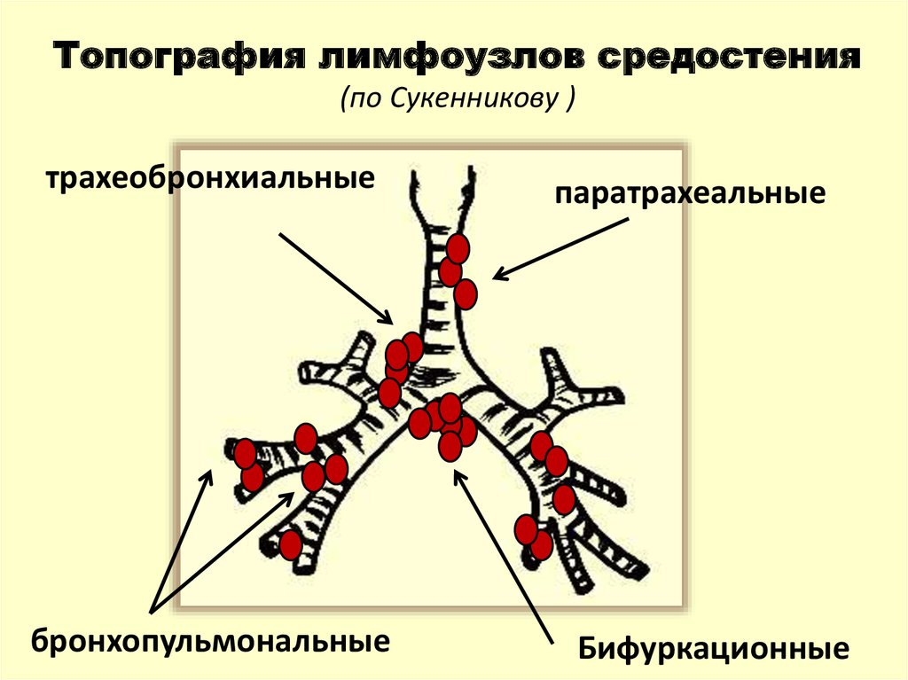 Внутригрудные лимфатические узлы