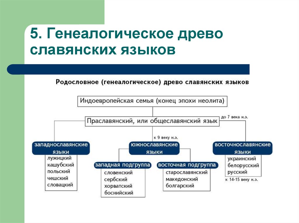 Древо славянских языков картинка