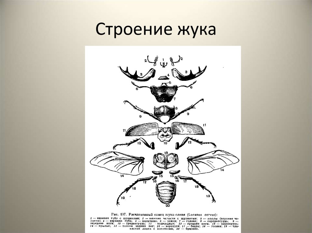 Строение майского. Схема строения тела жука оленя. Схема строения тела насекомого Жук олень. Строение жука оленя. Внутреннее строение жука оленя.