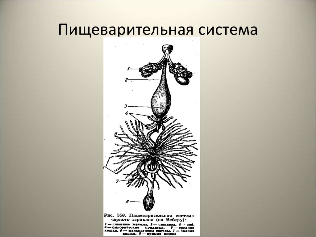 Какой цифрой на рисунке обозначена пищеварительная система насекомых