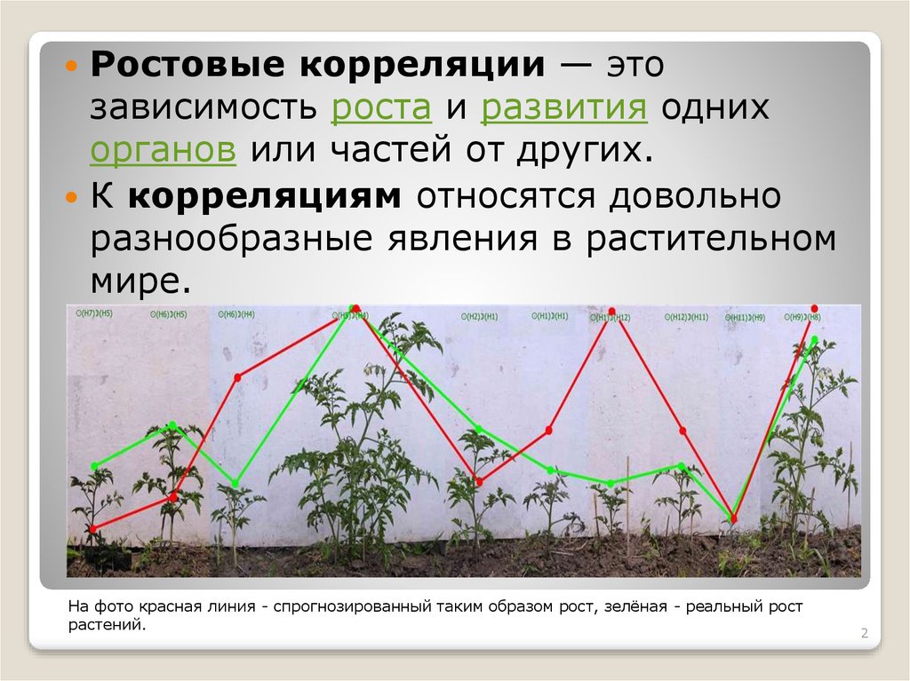 Ростовые вещества презентация