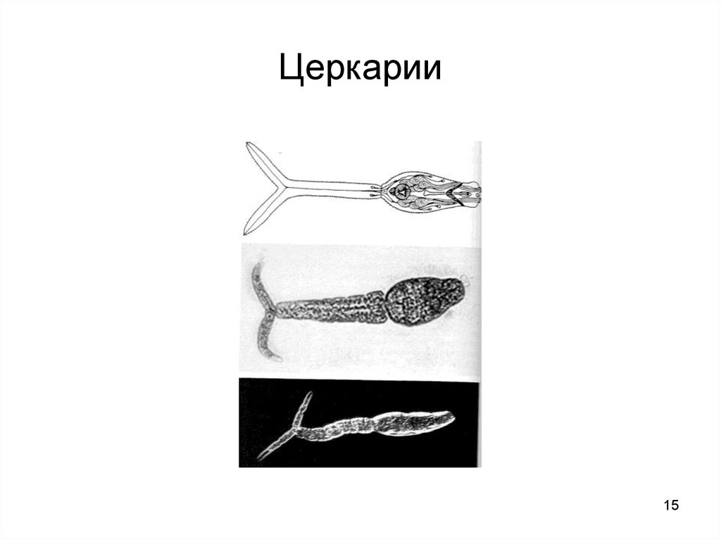 Церкарии. Стилет церкария. Церкарии распространение.