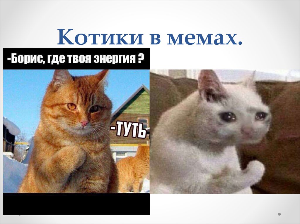 Увеличь фото кота мем