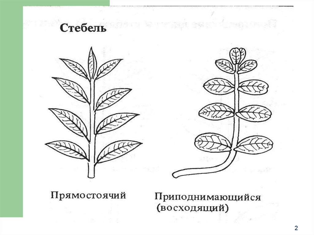 Прямостоячий стебель. Приподнимающийся стебель. Прямостоячий приподнимающийся стебель. Растения с прямостоячими стеблями.