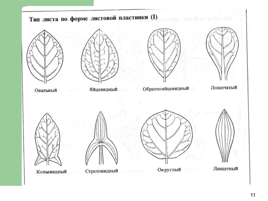 Типы листьев по форме. Форма листовой пластинки схема. Яйцевидный Тип листа. Форма листовой пластинки обратнояйцевидная. Копьевидная форма листовой пластинки.