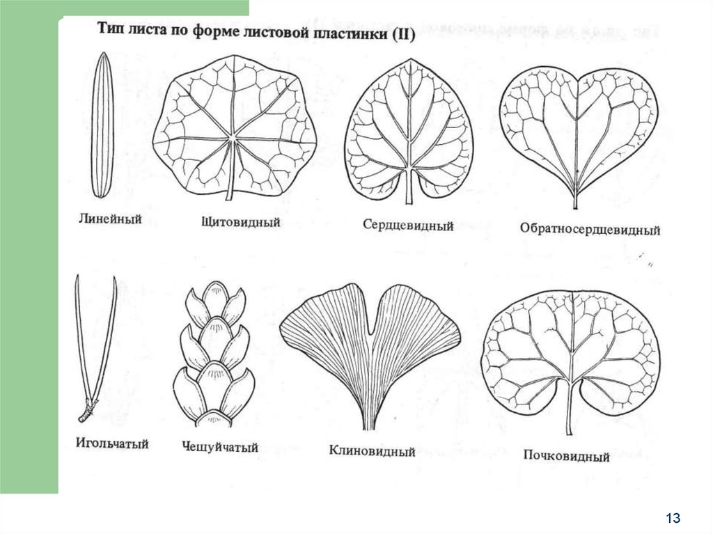 Типы листьев цветов. Линейная форма листовой пластинки. Герань форма листовой пластинки. Форма листовой пластинки схема. Форма листовой пластинки винограда.