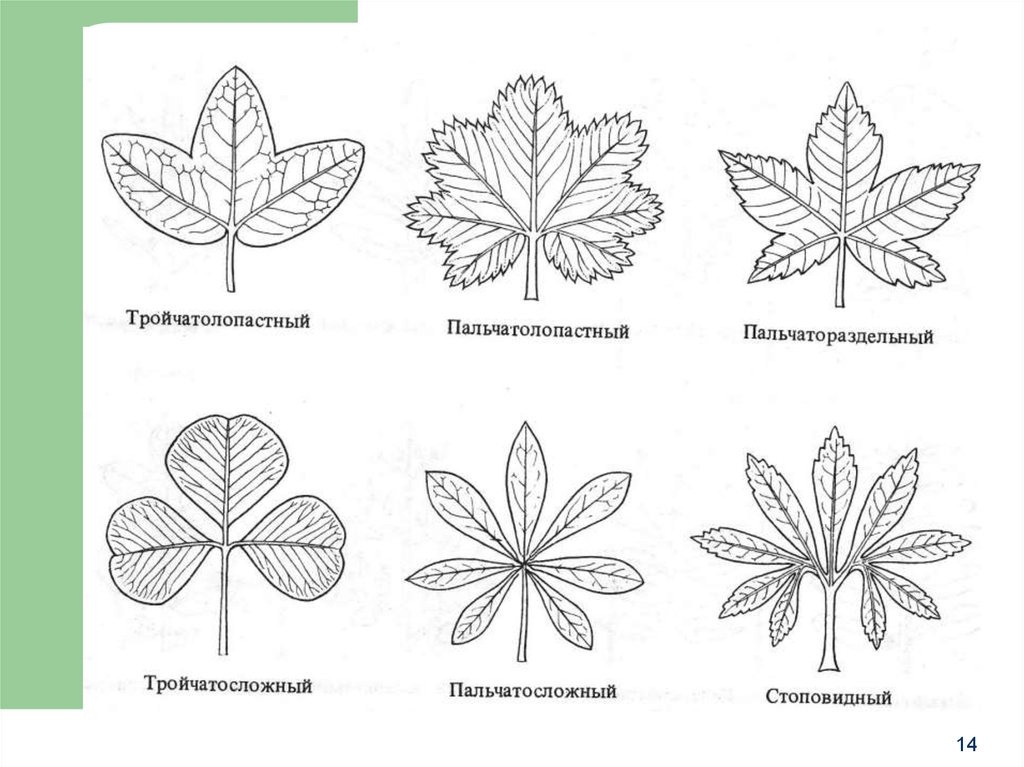 Покрытосеменные форма листа. Пальчато лопастные листья. Пальчато лопастная форма листа. Пальчато раздельная форма листа. Тройчато лопастной лист.