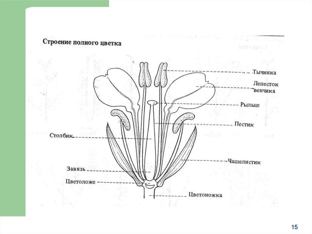 Строение цветка покрытосеменных. Схема строения цветка покрытосеменного растения. Морфология цветка ботаника. Морфологическое строение растений. Схема строения цветка покрытосеменных.