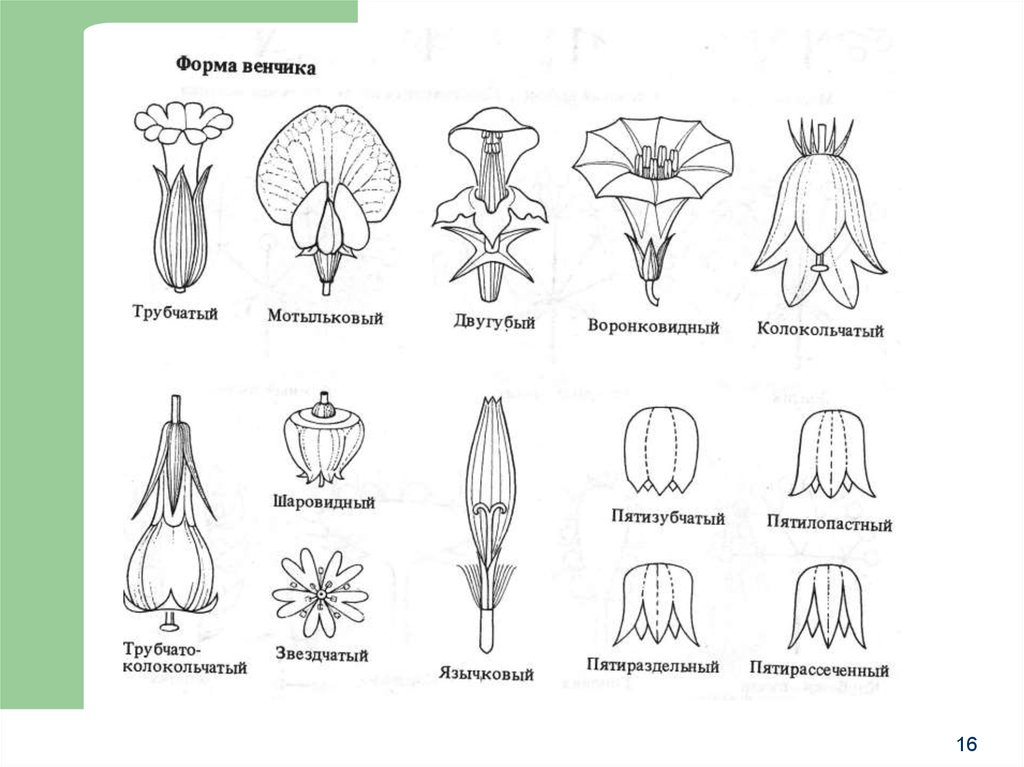 Трубчатая форма венчика примеры. Типы спайнолепестного венчика. Формы венчика цветка. Формы венчика цветка с примерами.