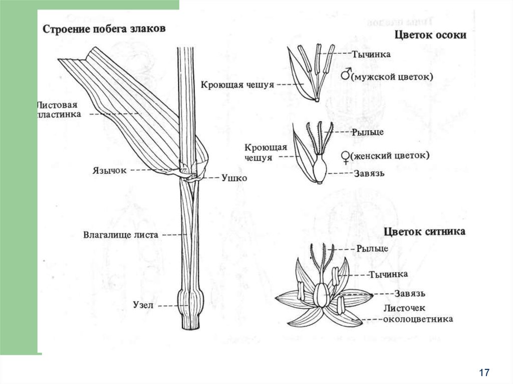 Лист пшеницы рисунок