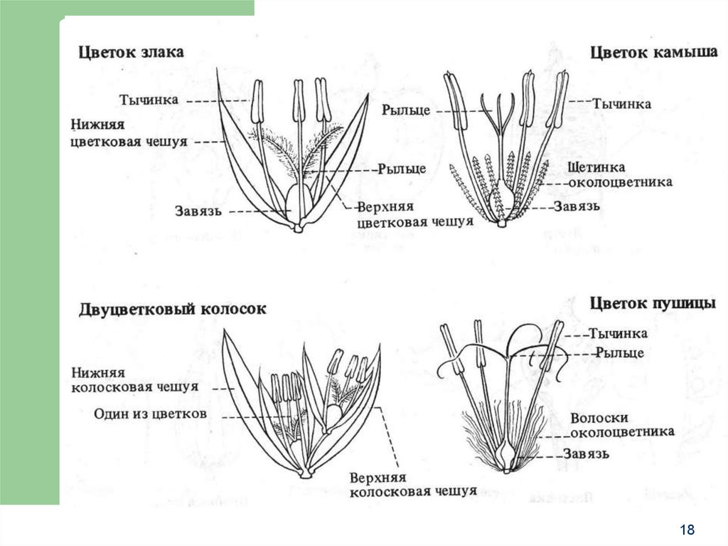 Семейство злаковые схема цветка