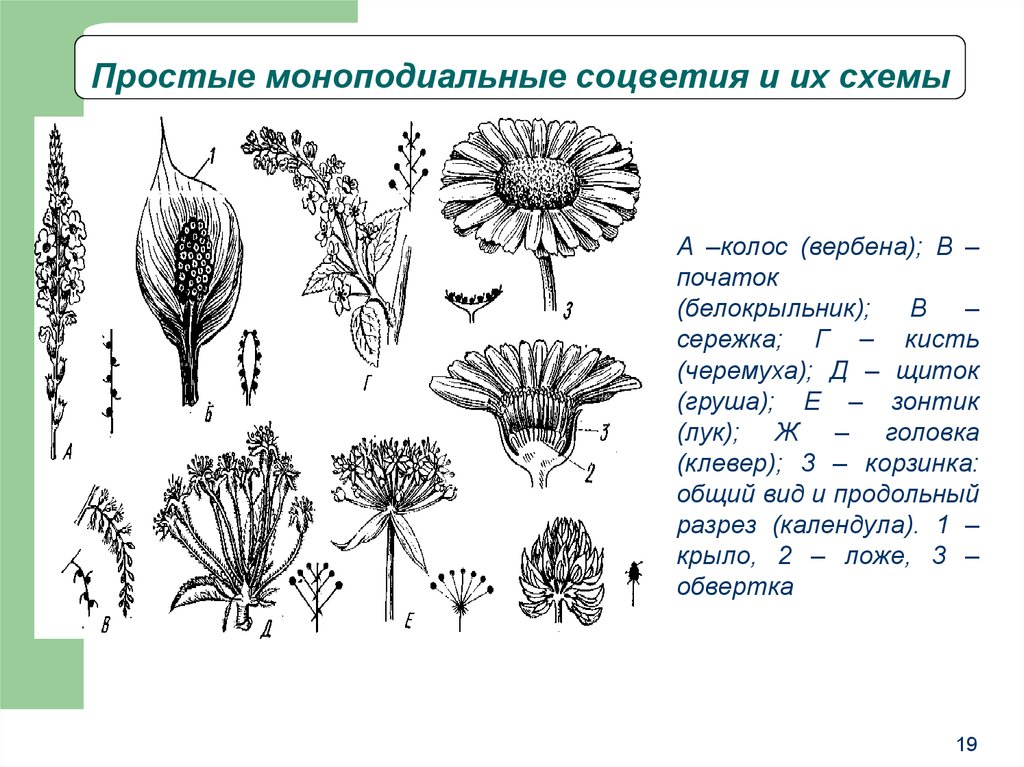 Головка простое или сложное. Сложные моноподиальные соцветия. Строение соцветия календулы. Соцветия растений моноподиальные. Простые и сложные моноподиальные соцветия.