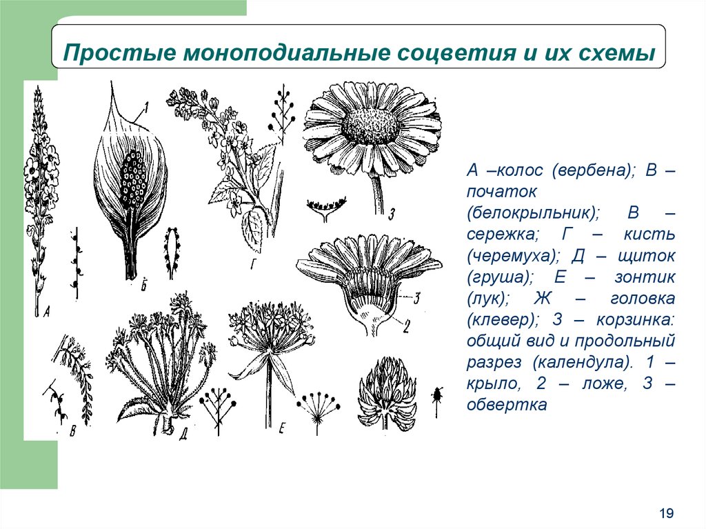 Груша схема соцветия