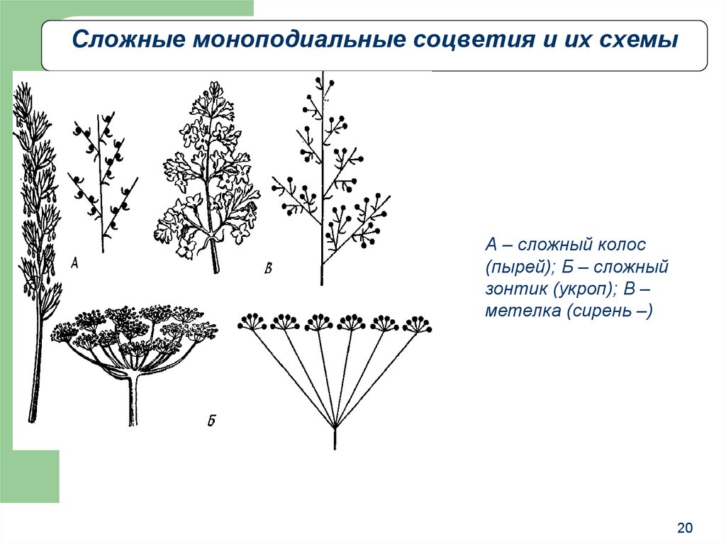 Сложный зонтик схема