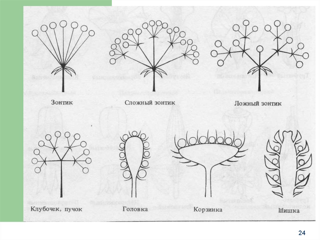 Зонтик схема биология
