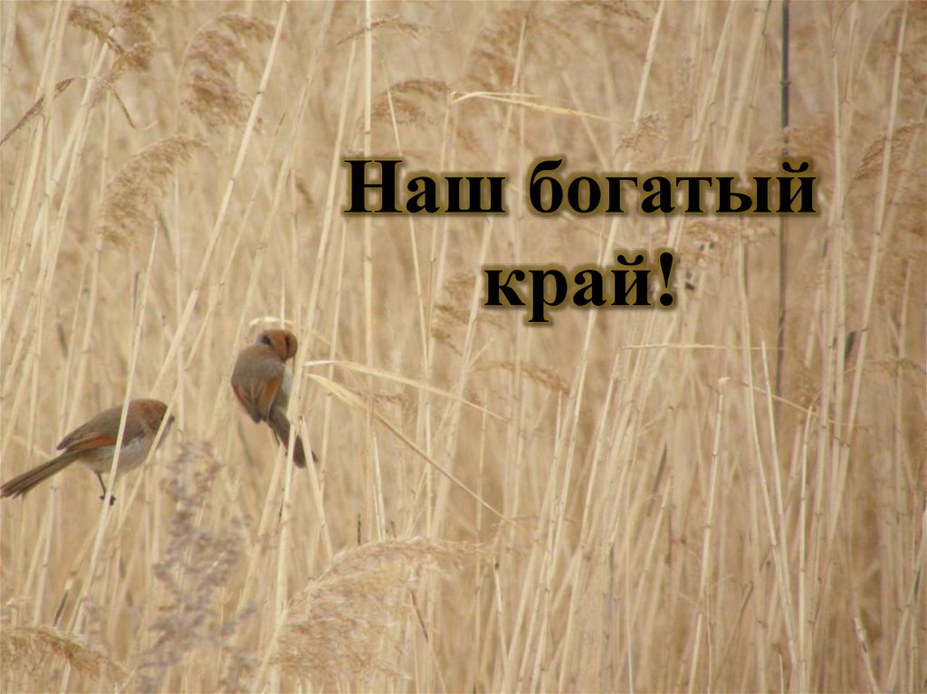 Наш богатый край!