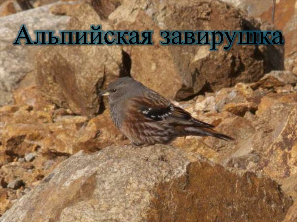 Альпийская завирушка