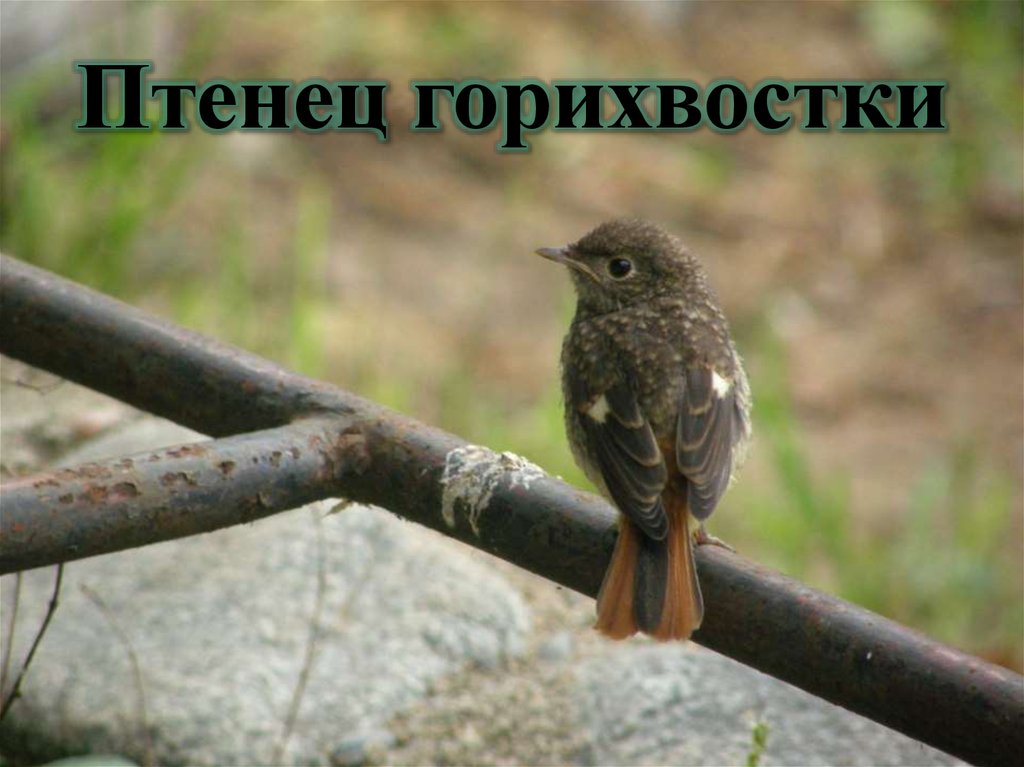 Птенец горихвостки