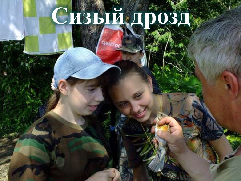 Сизый дрозд