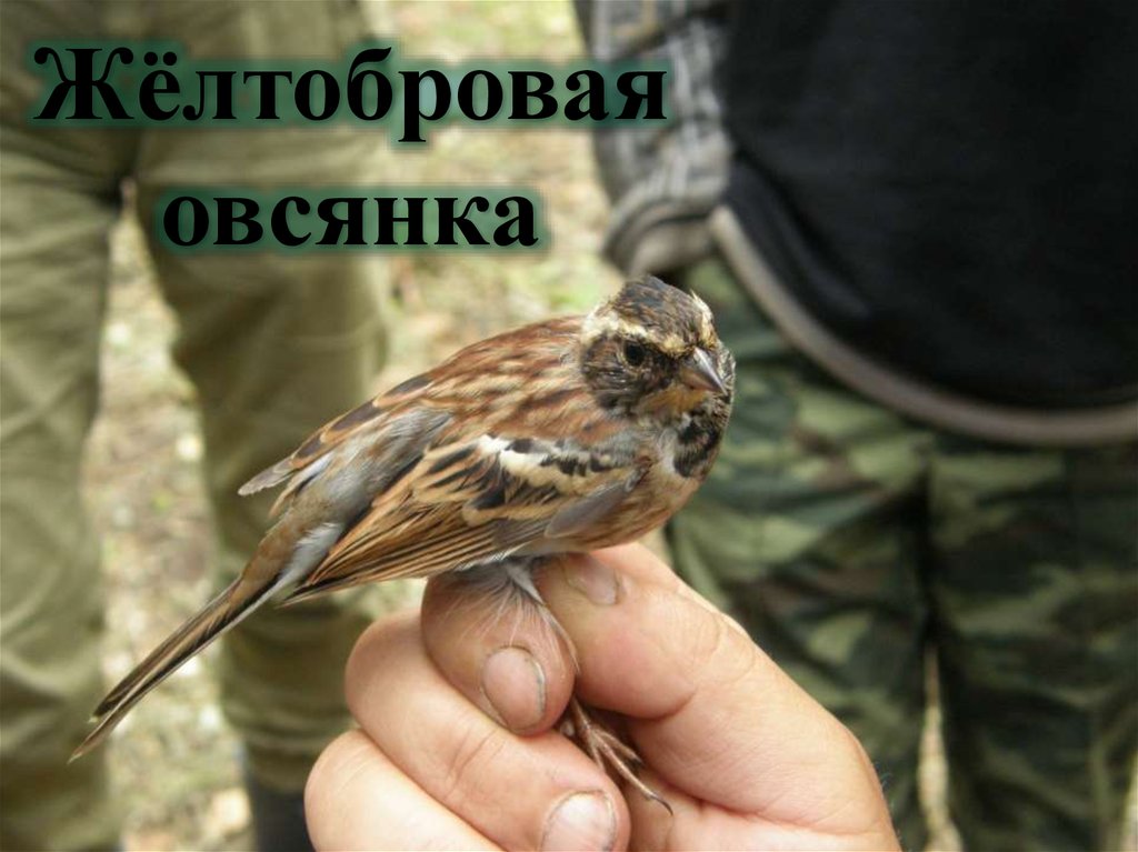 Жёлтобровая овсянка