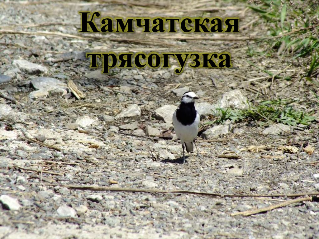 Камчатская трясогузка