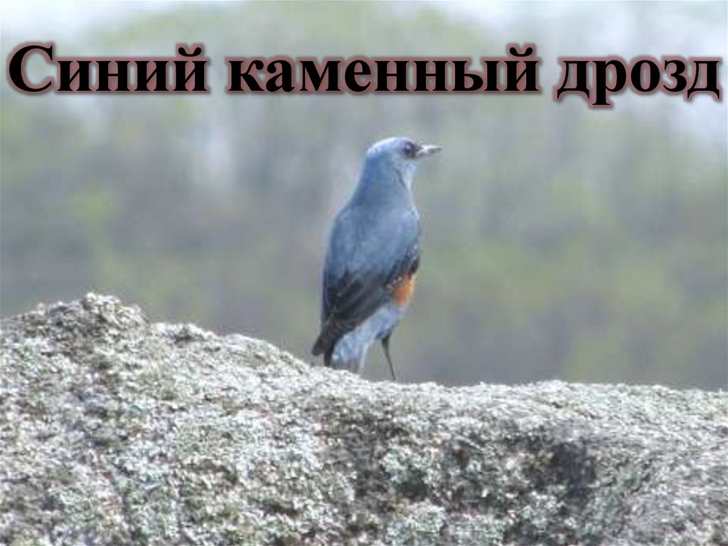 Синий каменный дрозд
