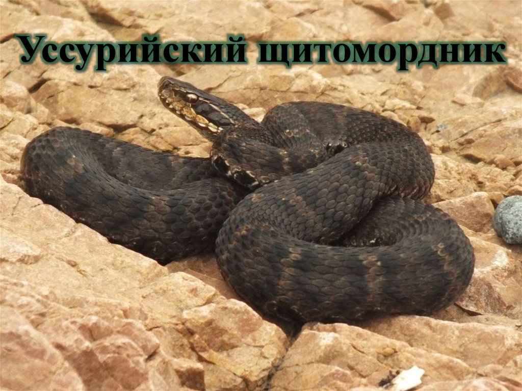 Уссурийский щитомордник