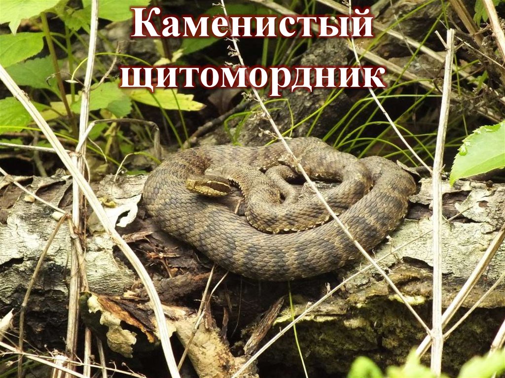 Каменистый щитомордник