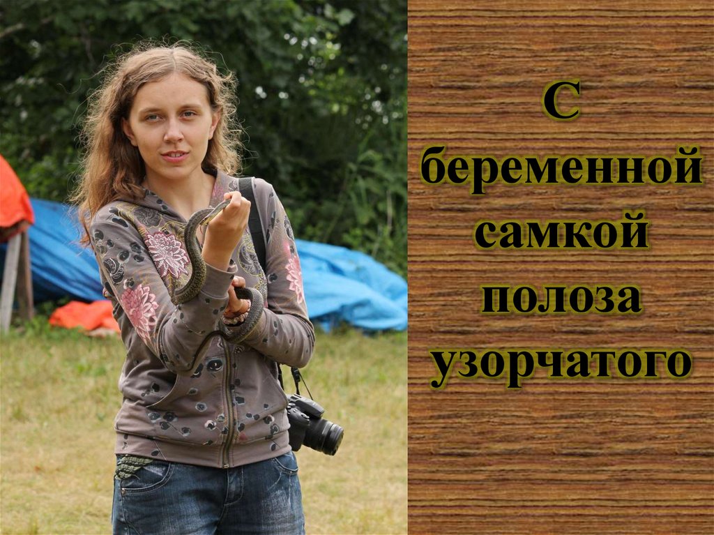 С беременной самкой полоза узорчатого