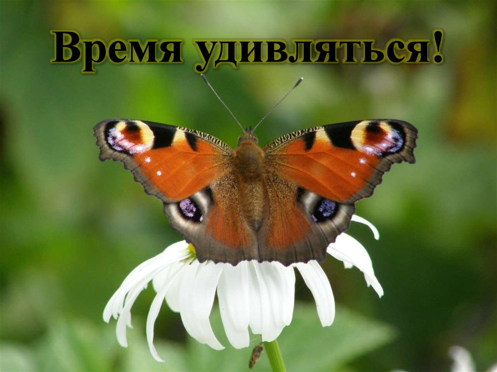 Время удивляться!