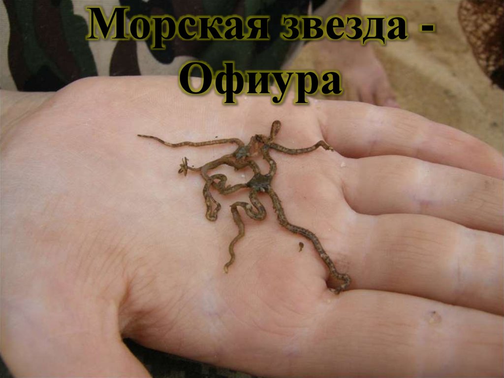 Морская звезда - Офиура